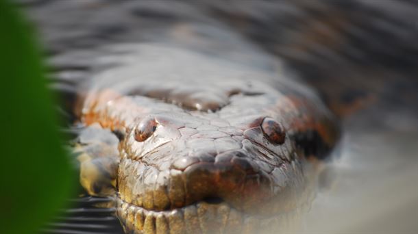 Anaconda al acecho. Wikimedia Commons