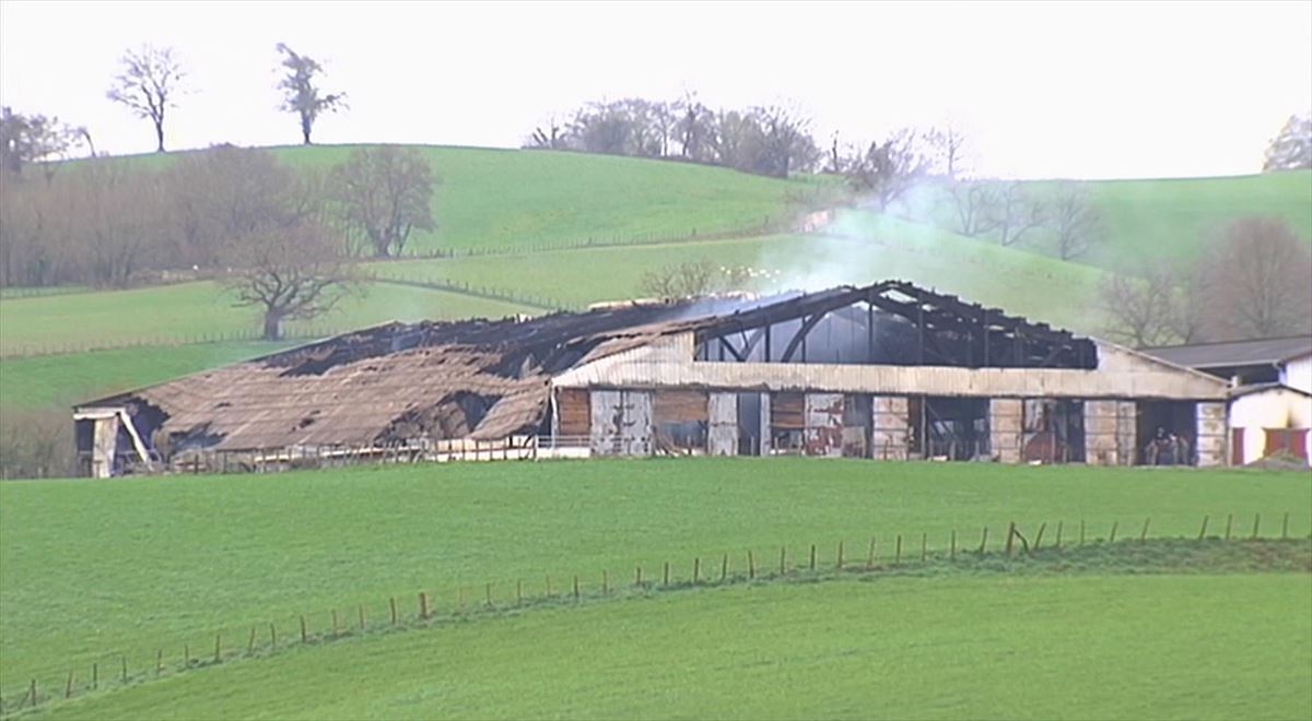 Unas 850 ovejas y 200 corderos han fallecido en el incendio