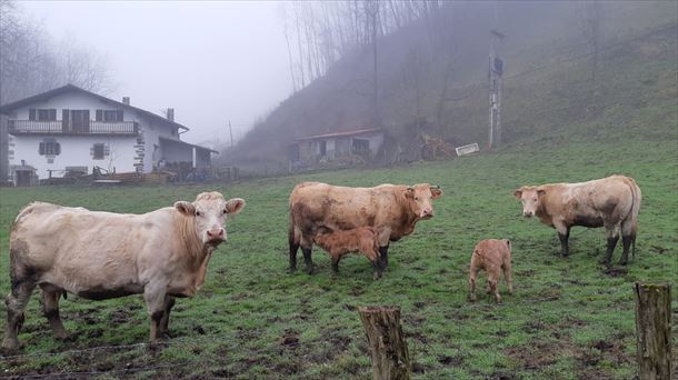 Koronabirusa birus arrunta da etxeko animalien eta bereen artean.