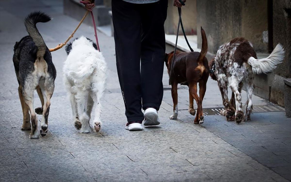 Un hombre paseando a cuatro perros en San Sebastián