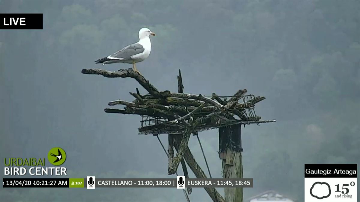 Imágenes de la webcam de Urdaibai Bird Center