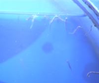 Nacen crias de Caballitos de Mar de dos especies diferentes en el Aquarium donostiarra