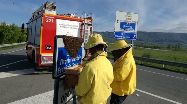 ENJAMBRE. ABEJAS. BOMBEROS. FORALES. ALAVA.