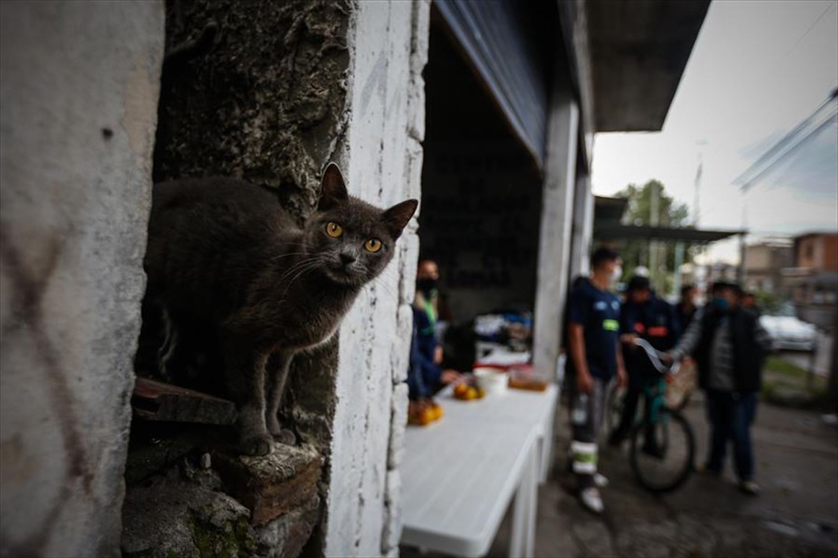 Un gato en Buenos Aires