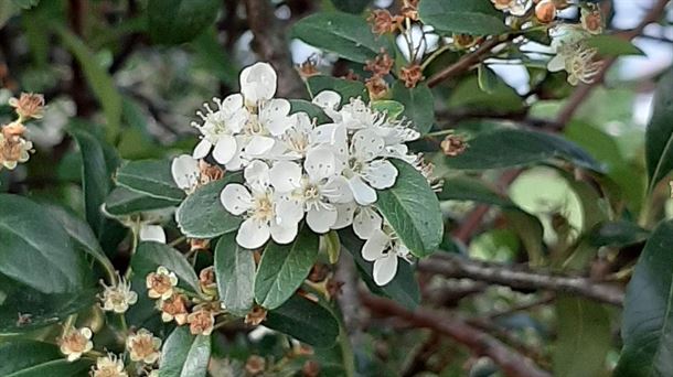 Espino blanco en flor