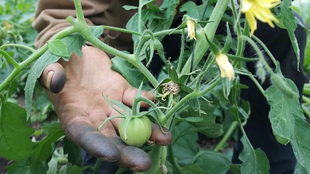 El tomate, la planta más mimada, pero la más delicada de la huerta