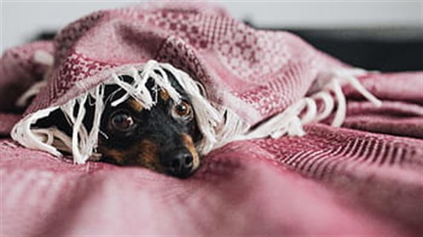 Las mascotas domésticas también sufren en confinamiento con los humanos