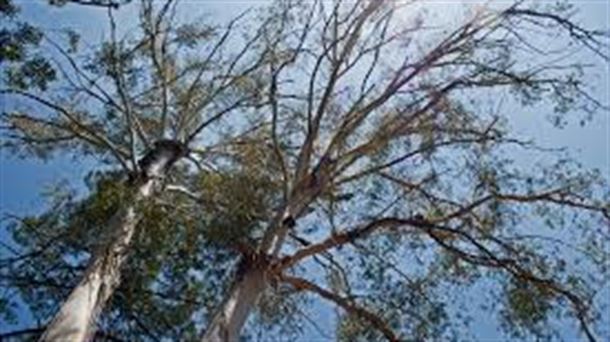 El eucalipto es un árbol invasivo que daña y degrada nuestros bosques y montes