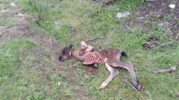 POTRO. ATAQUE. BUITRES. AZAZETA.