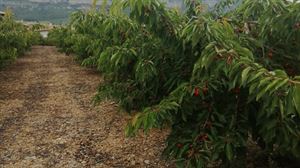 Detrás de los cerezos del Valle de Etxauri hay ocho localidades con encanto