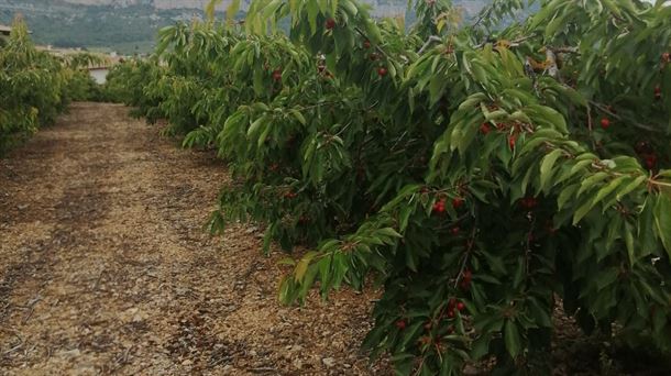 Previsión de menos cantidad de cereza en el Valle navarro de Etxauri 