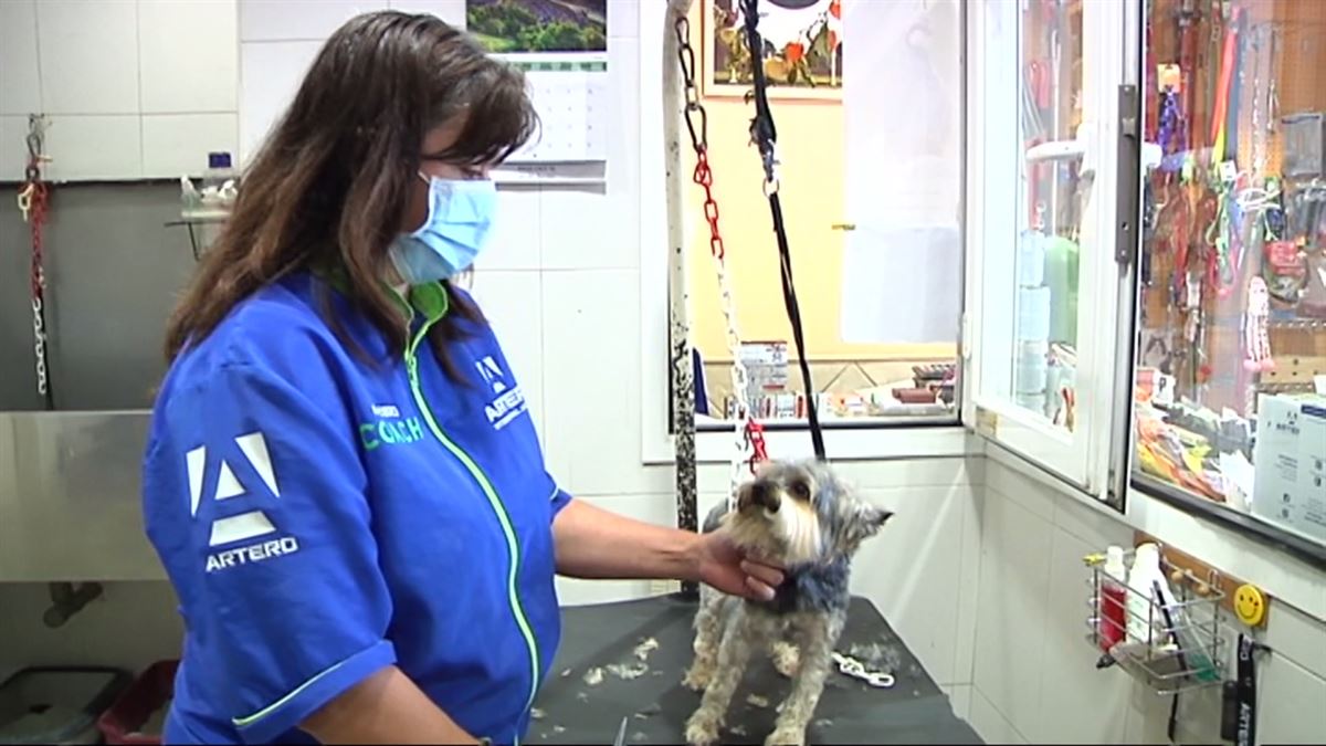Un perro, en una peluquería canina de Euskal Herria. (EiTB)