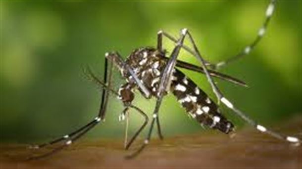 Cómo controlar el mosquito tigre y la fiebre de Crimea Congo 