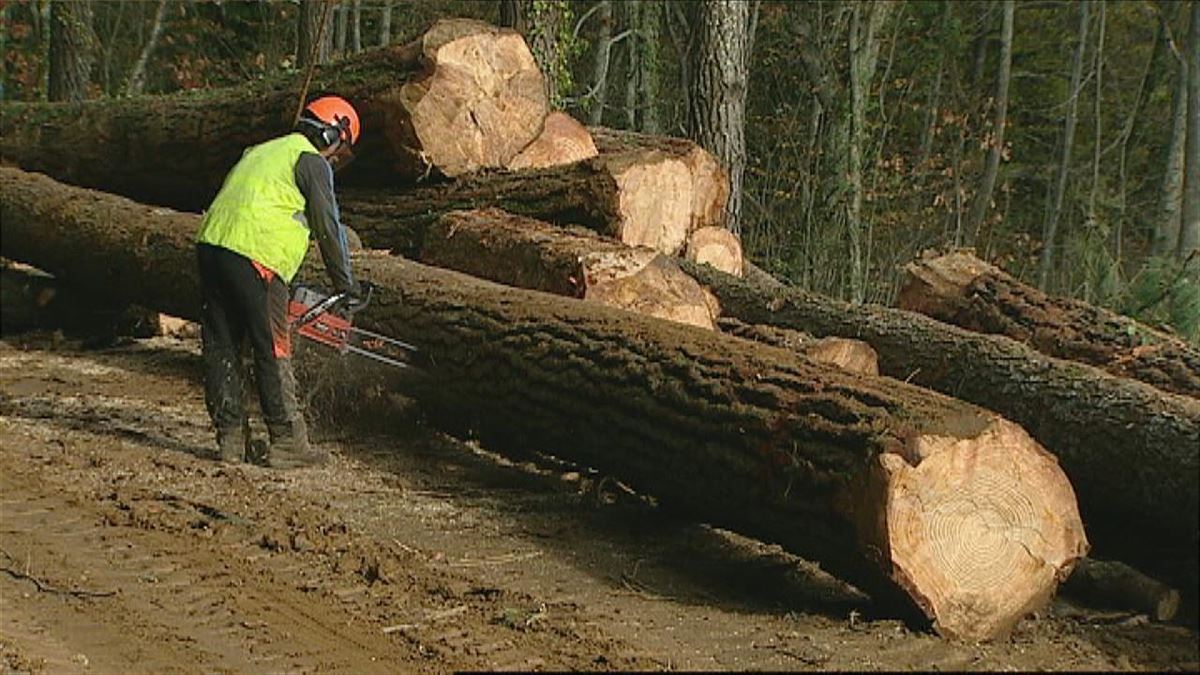 Grandes pérdidas en el sector forestal por la enfermedad conocida como ''banda marrón''