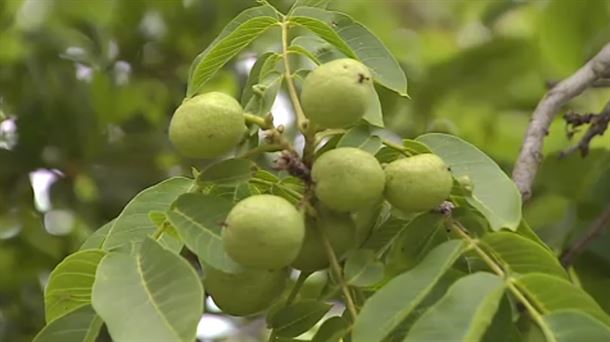 Araba, tierra propicia para el cultivo de árboles frutales