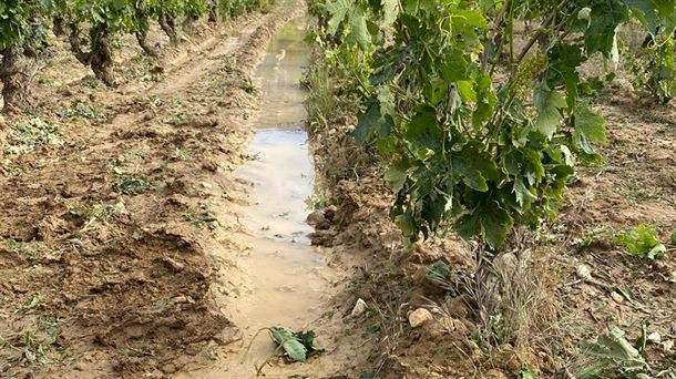 Crece la preocupación en Rioja Alavesa por el mildiu, el hongo que seca la uva