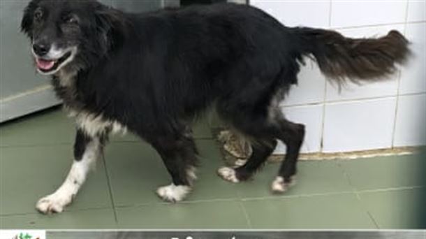 Protectora de Gizpuzkoa: Kishi; perrita Border Collie de 8-9 años para adoptar