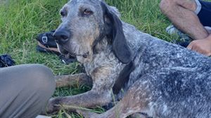 Rumba es una perra de caza de 7 años. Cariñosa, muy sociable y esterilizada