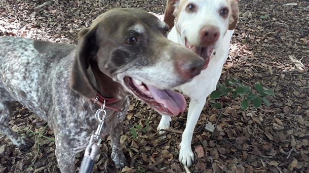 Cerci y Ralphi, 9 y 11 años -hembra branco y mestizo de setter-. Se adoptan juntos