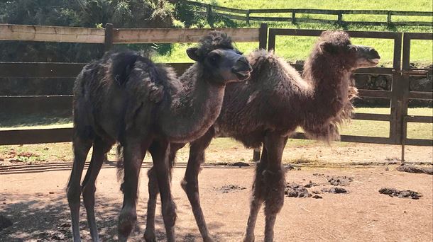 Félix y Felisa, camellitos nacidos el primer día del confinamiento en el Parque de Cabárceno