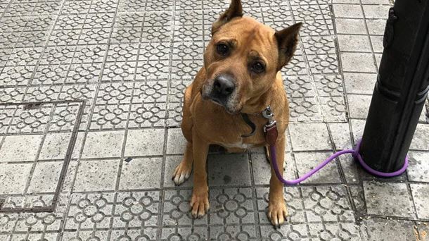 Duna, perra de tamaño grande, de 10 años. Es muy cariñosa y sociable. Bizkaia