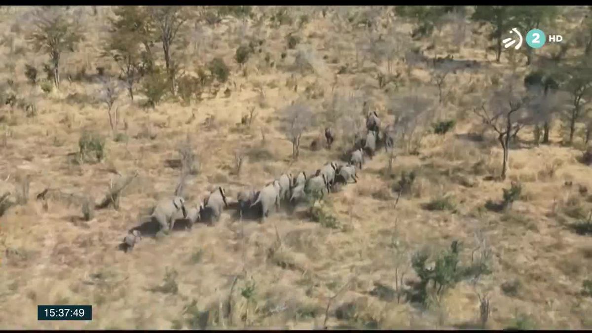 Asciende a 350 el numero de elefantes fallecidos en el ultimo mes. Imagen de un video de EiTB.