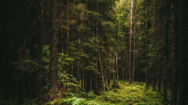 Beneficios de respirar el aire del bosque y las drogas en la antigüedad
