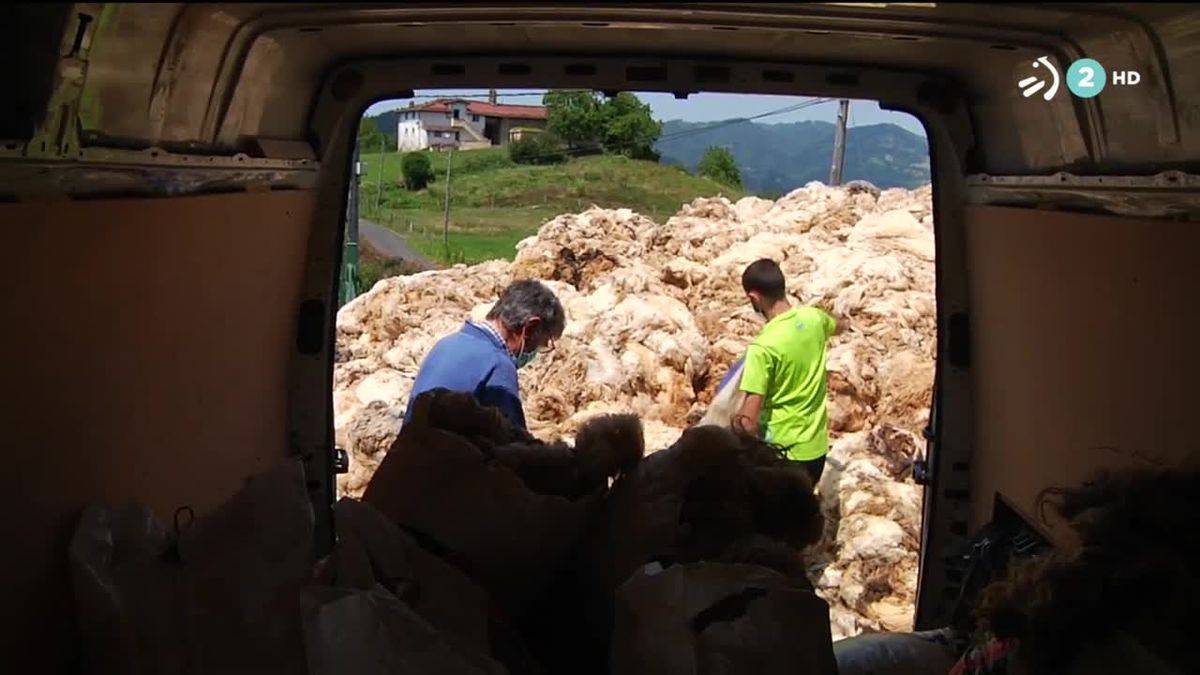 La lana es considerada como residuo por la UE. Imagen tomada de un video de EiTB.