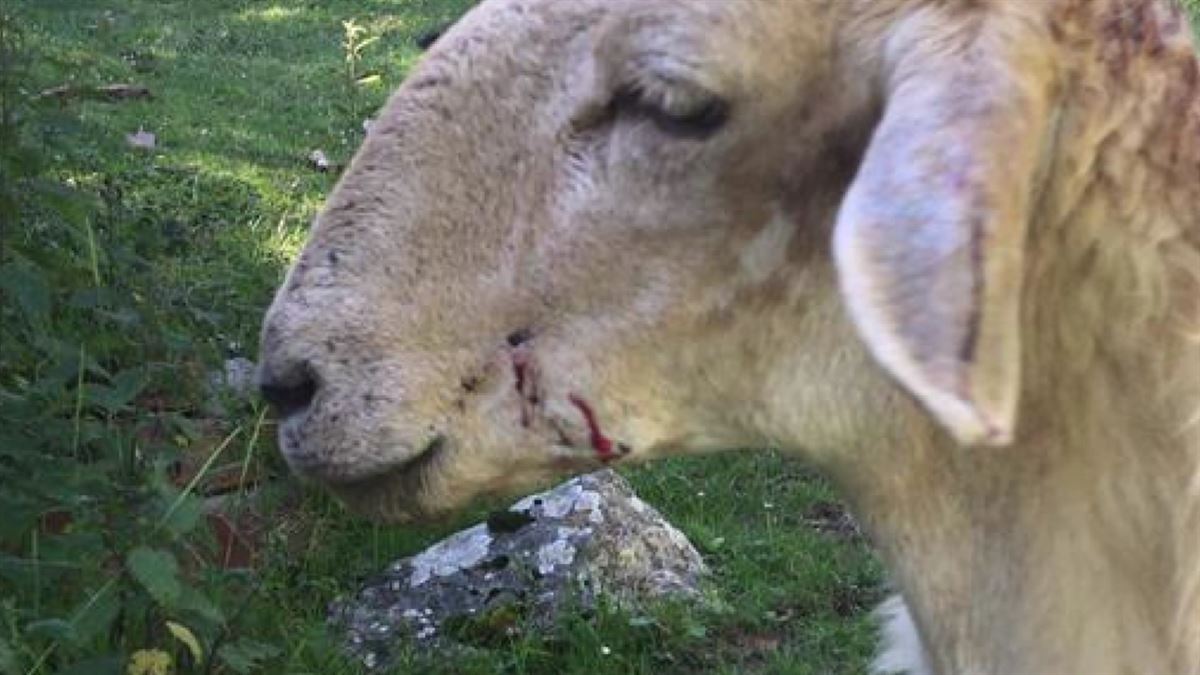 Imagen de una oveja herida por el ataque de un perro