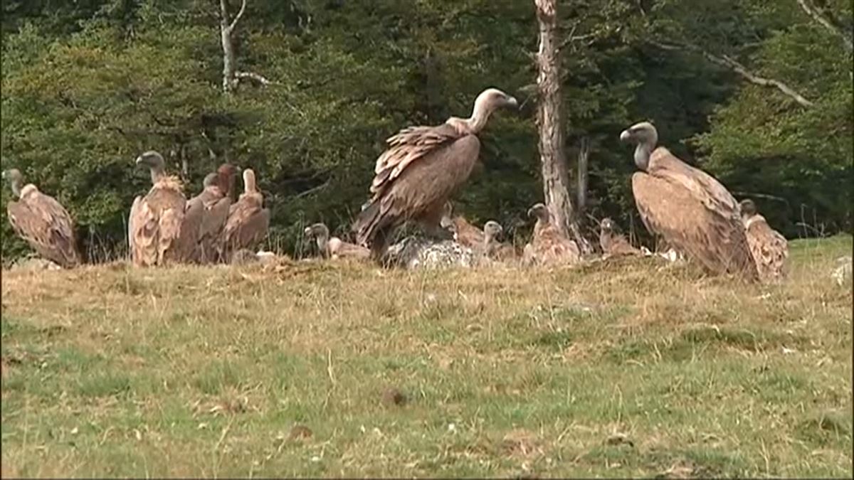 Buitres. Imagen obtenida de un vídeo de ETB.