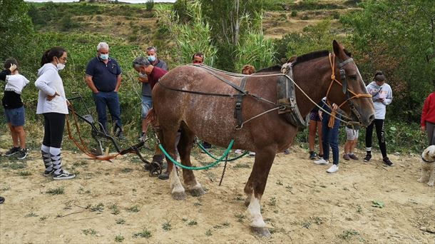  Labranza a la antigua usanza en Elvillar con Ferris García