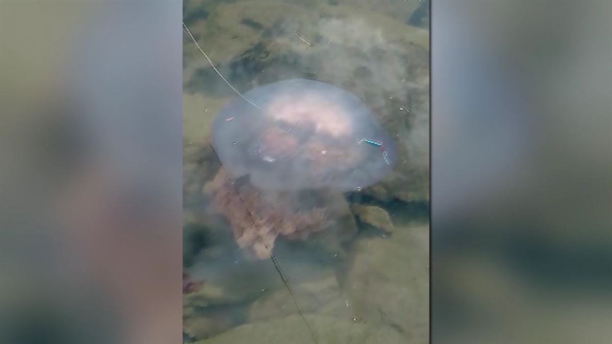 Imagen de la medusa aparecida en Leioa