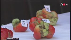 Lehiaketa bitxia: Tuterako tomate itsusiena aukeratu dute aurten ere