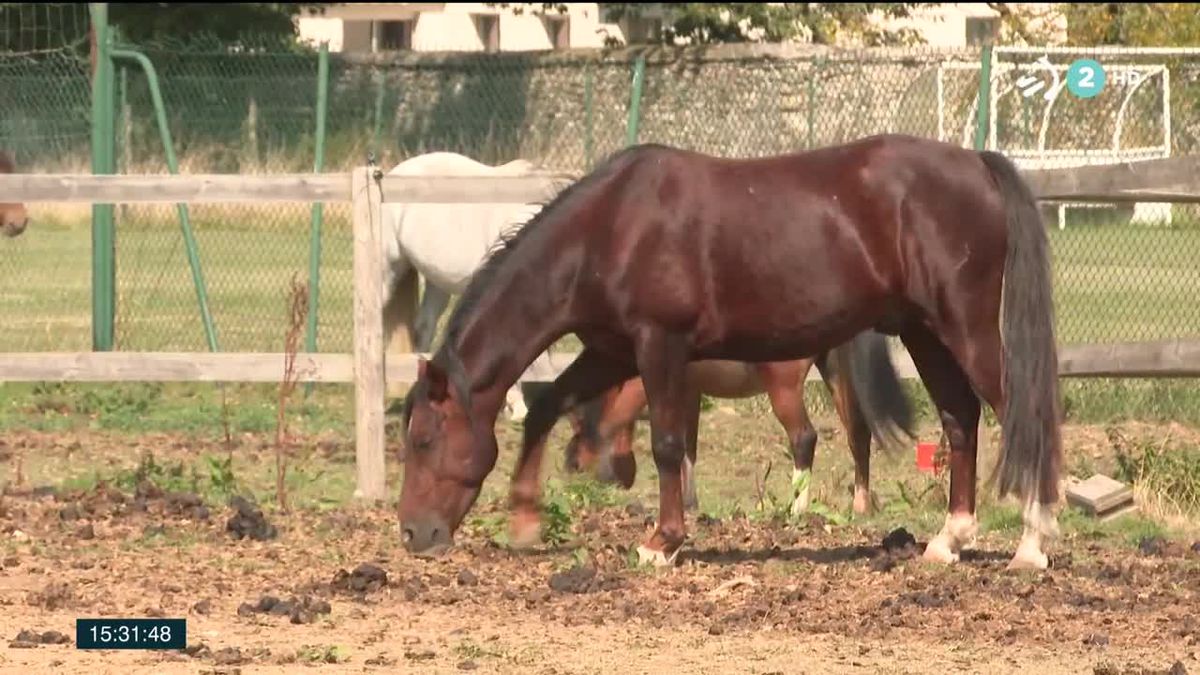 Caballos pastando