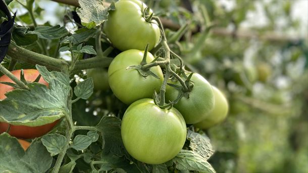 Habrá un centro de producción de tomates hidropónicos en Tuesta (Alava)