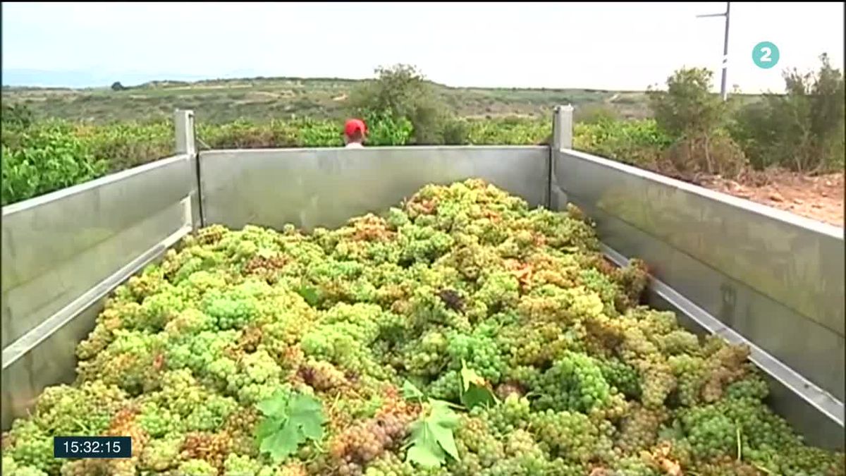 Vendimia en Rioja Alavesa. Imagen obtenida de un vídeo de ETB.