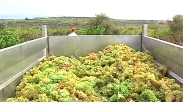Las altas temperaturas aceleran la maduración de la uva en Rioja Alavesa