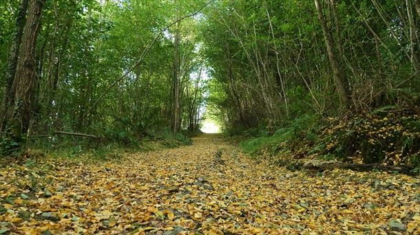 Hojas caídas en el suelo en Uriona, Munitibar