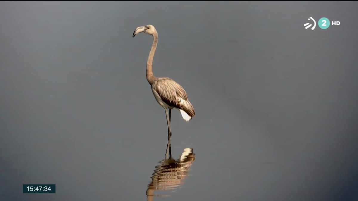 Urdaibai Bird Center. Imagen obtenida de un vídeo de ETB.