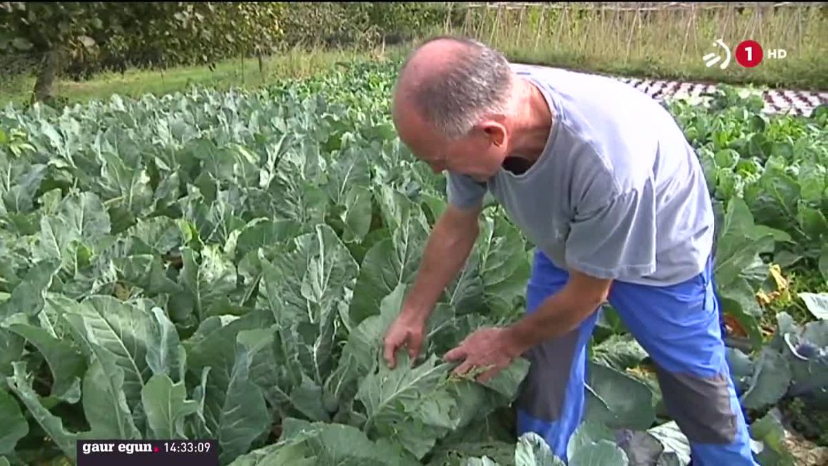 Busturia, gaur goizean. ETBren bideo batetik ateratako irudia.