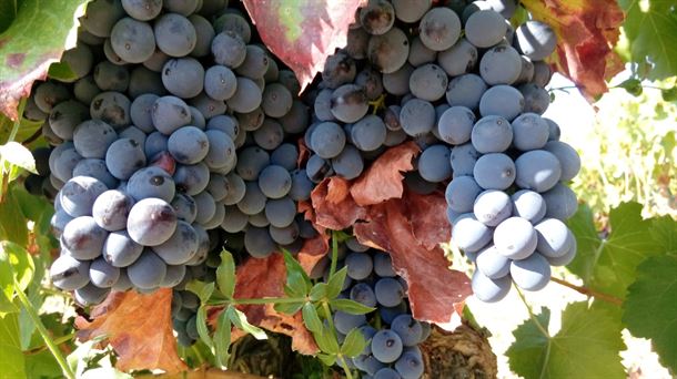 Comienza la vendimia de uva tinta y finaliza la de blanca en Rioja Alavesa