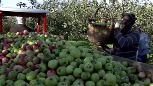 La vecería y la falta de heladas marcan el descenso de producción de los manzanos