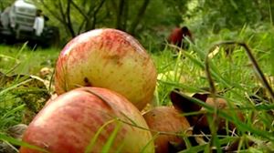 Sácale más partido a la manzana elaborada como dónut o tartaleta