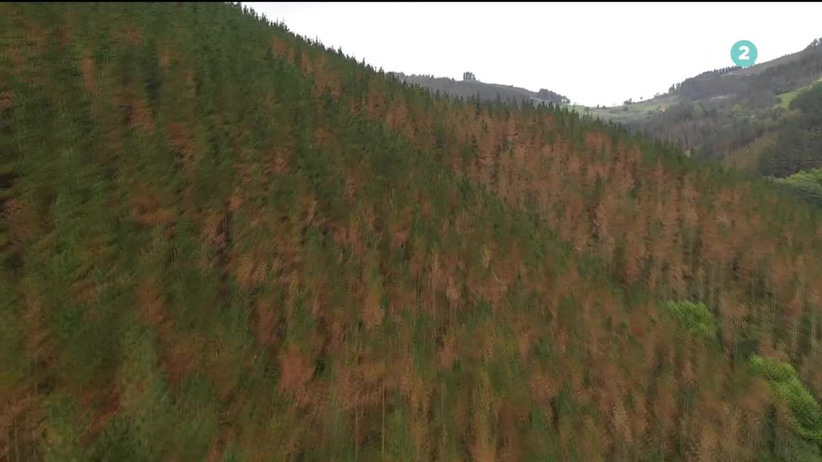 'Banda marrón' de los pinares. Imagen obtenida de un vídeo de ETB.