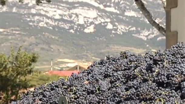 Remate de la vendimia en Rioja Alavesa y se intensifica la labor en bodega