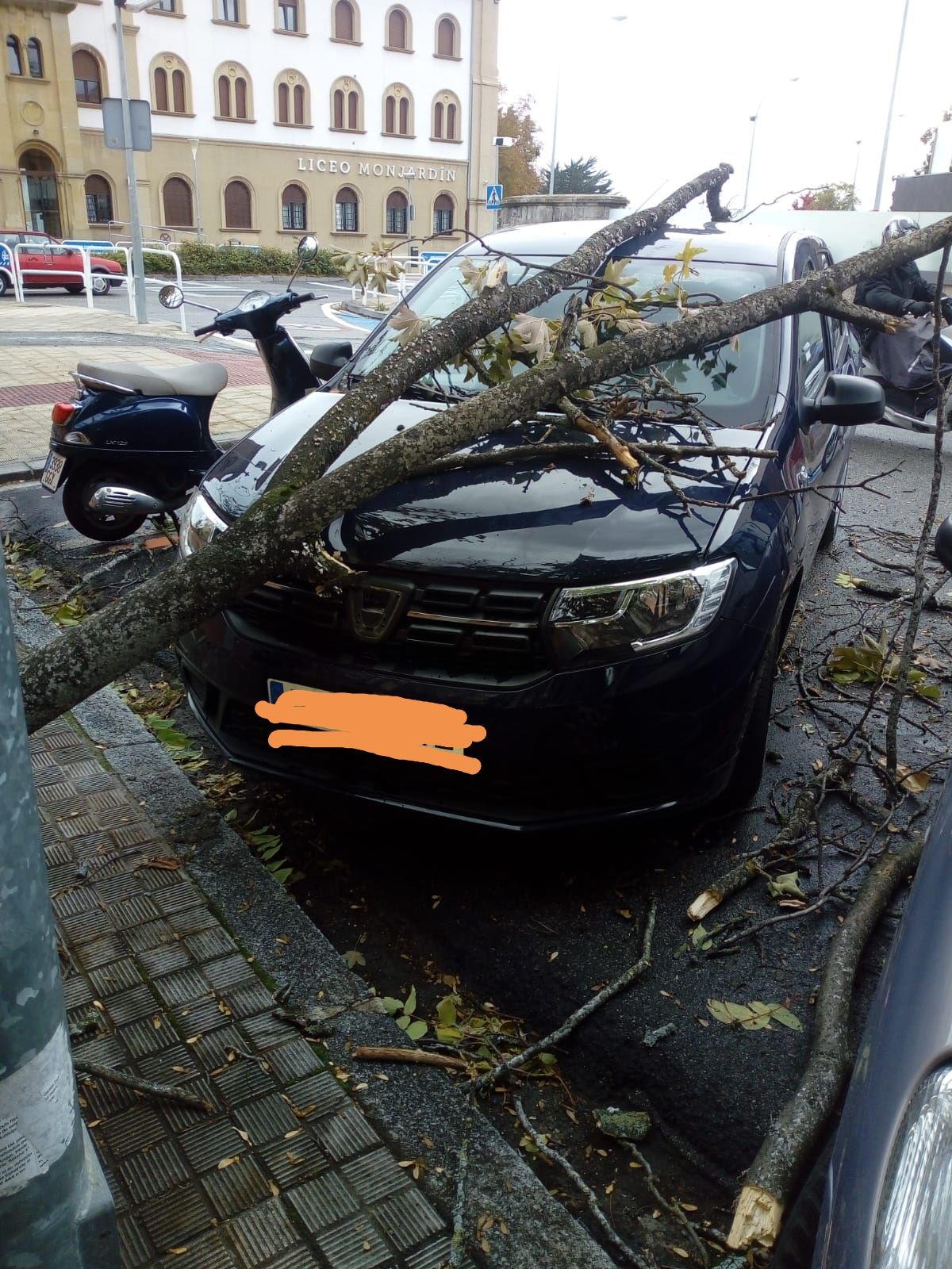 Un árbol caído en Pamplona