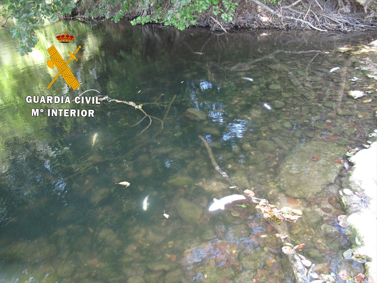Truchas muertas en el río Ultzama