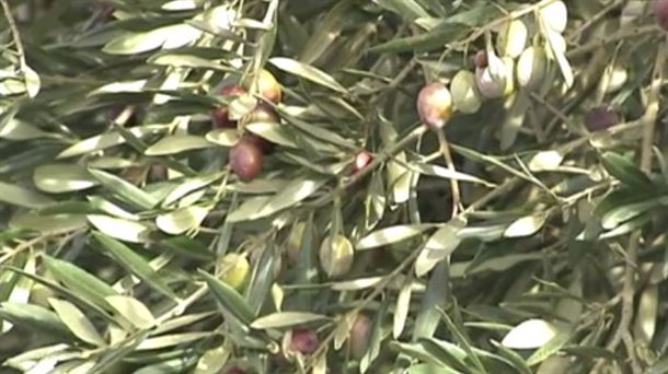 El año pasado se recogieron 315.000 kilos de olivas.