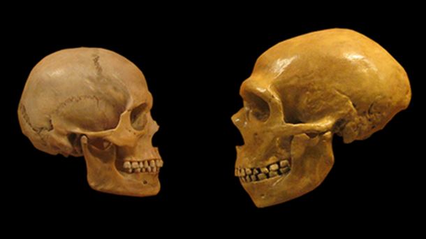 Neanderthal vs Sapiens y el Libro Blanco de las Matemáticas
