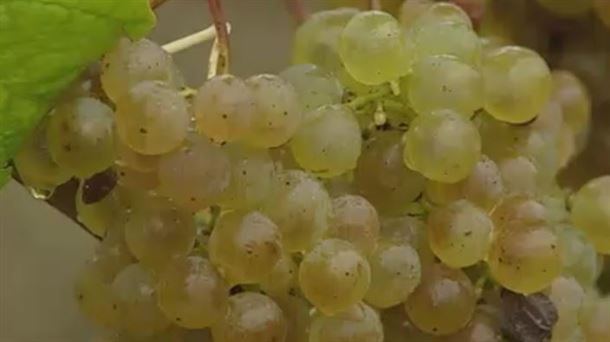 En los viñedos han quedado sin recoger 30.000 kilos de uva.